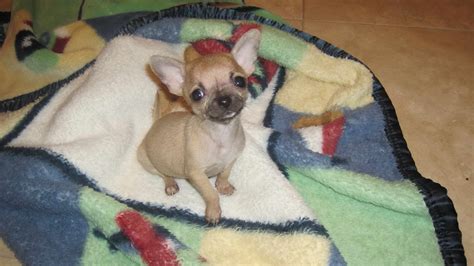 Chihuahua Puppies For Sale In Knoxville Tn | PETSIDI