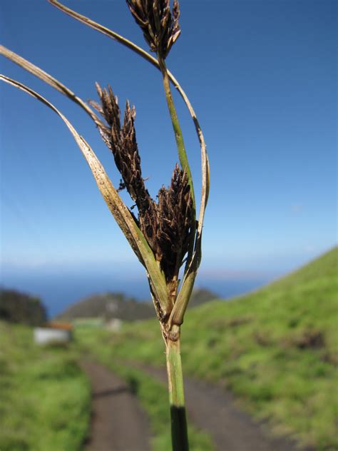 Cyperus stoloniferus (Cypéracées de la Réunion) · iNaturalist