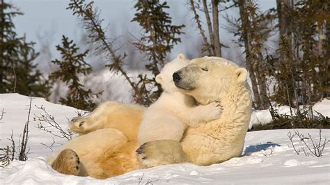 Bing HD Wallpaper Oct 27, 2024: Polar Bear Week - Bing Wallpaper Gallery