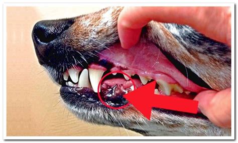 Canine melanoma | Types, symptoms and treatment - Dogsis