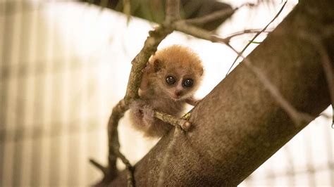 Baby Pygmy Slow Loris Born at the Columbus Zoo