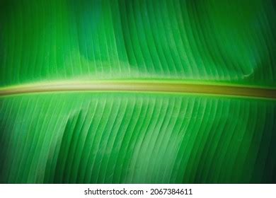 849 Inside Banana Texture Images, Stock Photos & Vectors | Shutterstock