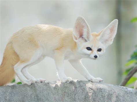 Fennec Fox Habitat