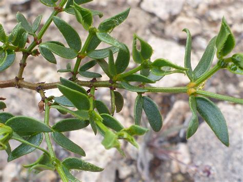 Stem and leaves - photos of Larrea Tridentata, Zygophyllaceae