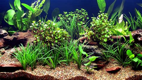 How To Create A Freshwater Aquarium Plant Guide - Best School News