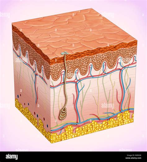 Cell Epidermis Layers Epidermis Structure Human Stock