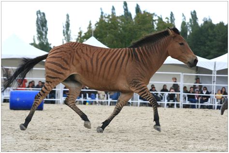 Can I Have a Pony?: Z- Zebras, Zorse and Zedonks!