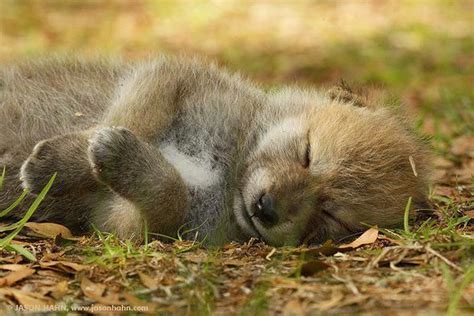 14 best images about Sleeping wolf on Pinterest | Wolves, A wolf and Sleeping beauty