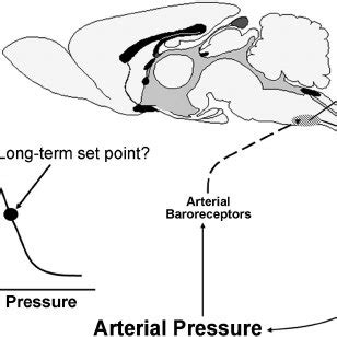 Schematic illustration of the arterial baroreceptor reflex in long-term ...