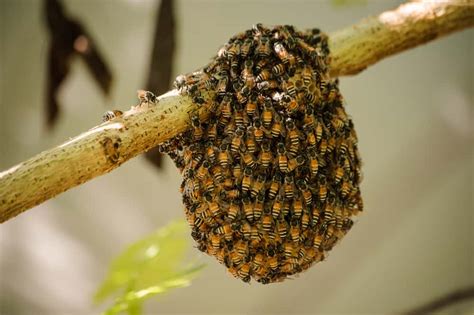 All About Africanized Bees - Budget Brothers Termite & Pest Control