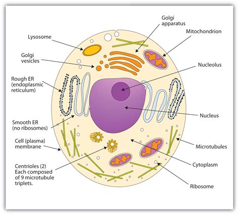 A 3d Animal Cell Labeled Diagram Of Blood | Printable Anatomy Diagram Images