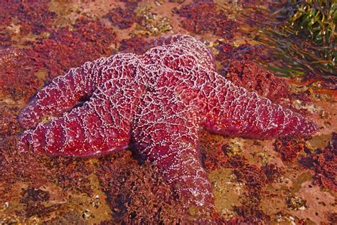 Purple Sea Star Exposed by Low Tides Stock Image - Image of water, ochraceus: 40258179