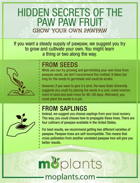 Hidden Secrets of the Paw Paw Fruit - Mo Plants