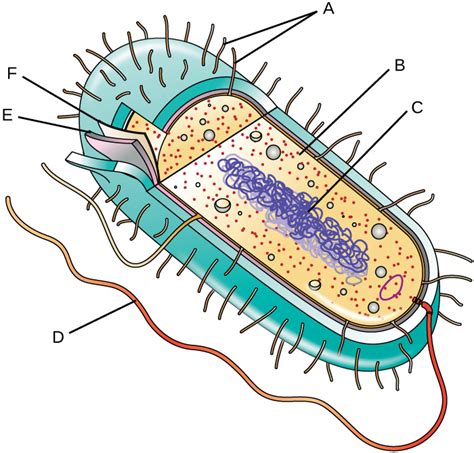 Prokaryote / Prokaryotic Cell [Diagram] Diagram | Quizlet