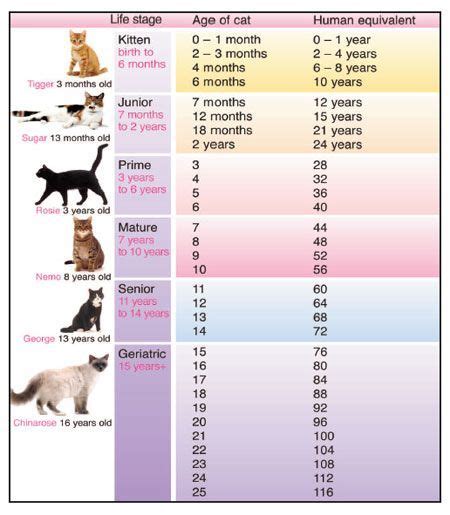 American Shorthair Cat Weight Chart - Dogs And Cats Wallpaper