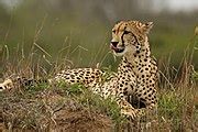 Acinonyx jubatus - Wikimedia Commons