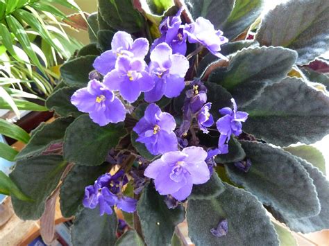 Marlene's Space: Do African Violets Have a Blooming Season?!