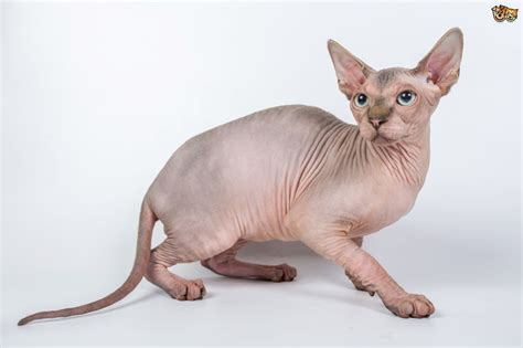 Sphynx Cat Breed | Facts, Highlights & Buying Advice | Pets4Homes