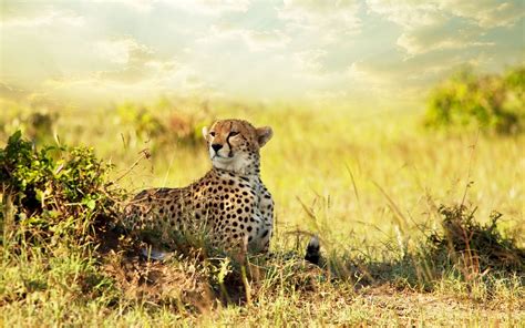 Free Wallpaper Of Animals: Cheetah On The Savannah Of Africa | Free Wallpaper World