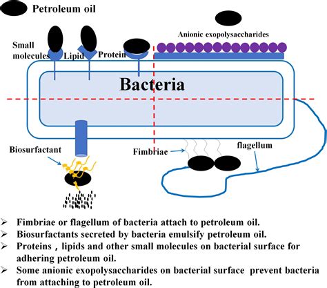 Where are aerobic bacteria found in the body