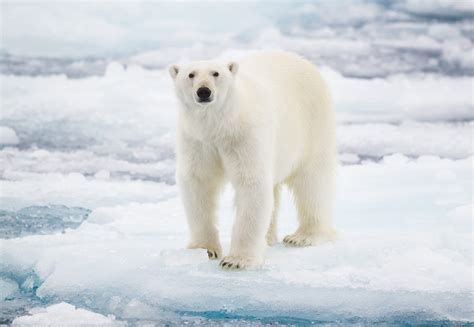 Why Do Polar Bears Need Ice to Survive? | Reader's Digest