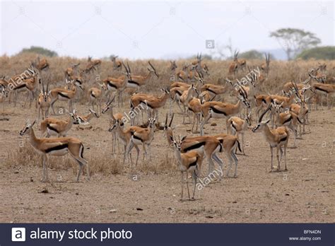 Herd of thomsons gazelle hi-res stock photography and images - Alamy