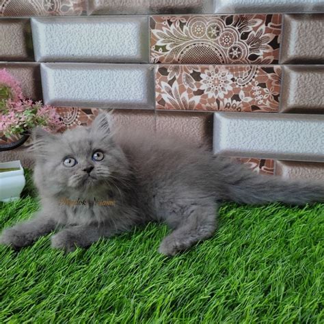 Jual Kucing Persia Anak Kucing Flatnose Blue Silver Simetris Peaknose ...