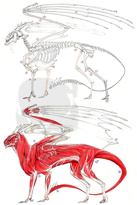 European Dragon Anatomy by Pythosart on DeviantArt