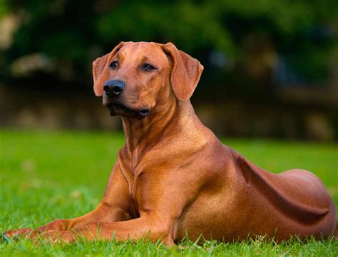 Rhodesian Ridgeback Dog Breed » Information, Pictures, & More