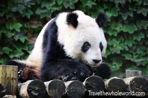 Visiting Zhouzhi Wildlife Reserve - Travel The Whole World