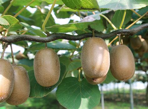 How to Grow Kiwi fruits | Growing Kiwi plants | Kiwi fruit care