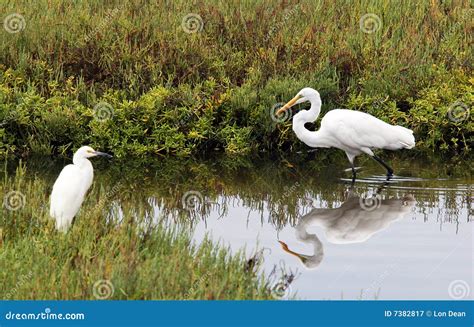 Birds in the Wetlands stock image. Image of beautiful - 7382817