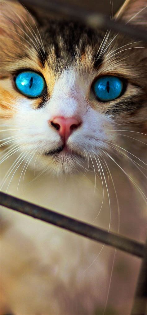 1242x2668 Cat Blue Eyes Iphone XS MAX ,HD 4k Wallpapers,Images,Backgrounds,Photos and Pictures