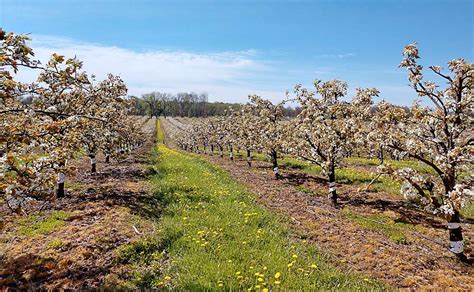 Asian pears not for the thin-skinned – Good Fruit Grower