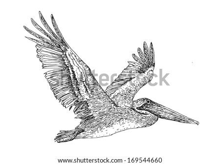 Brown Pelican Flying Stock Images, Royalty-Free Images & Vectors ...