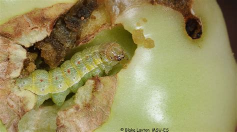 Tomato Fruitworm, No 10 | Mississippi State University Extension Service