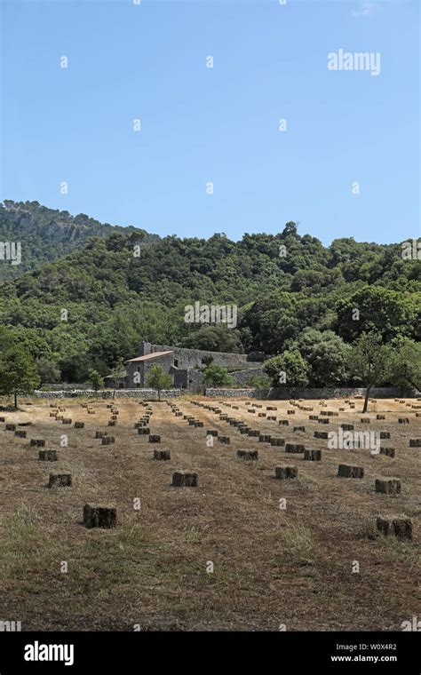 Straw harvesting bales of straw Stock Photo - Alamy