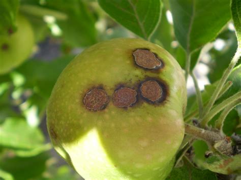 Managing apple scab in Western Australia | Agriculture and Food