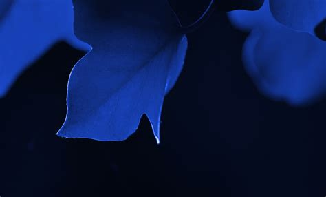 Wallpaper ID: 50262 / leaf, nature, macro, 4k, 5k, hd, blue free download