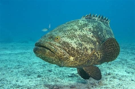 Florida mulls allowing lottery for limited 'harvest' of goliath grouper