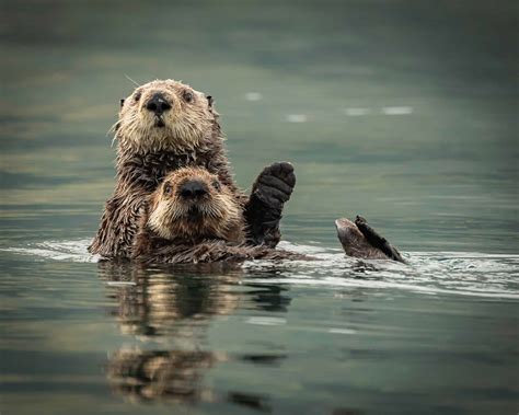 10 Interesting Facts About Sea Otters - A-Z Animals