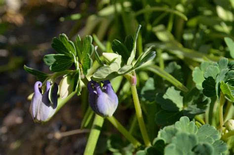 Columbine Seeds: How to Plant and Grow This Perennial Beauty - A-Z Animals