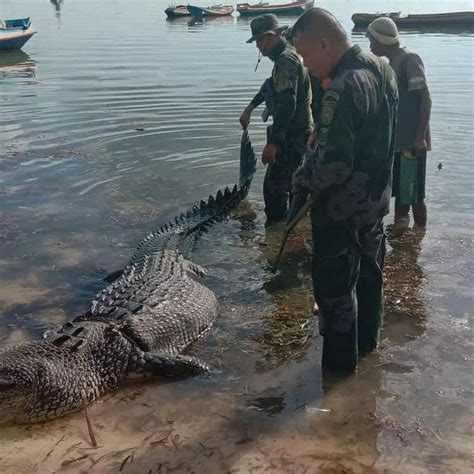 Nile Crocodile Attacks Human