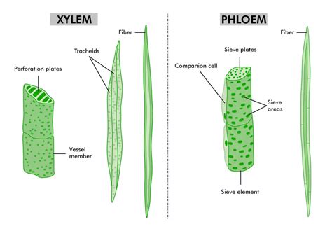 Permanent Plant Tissue Diagram