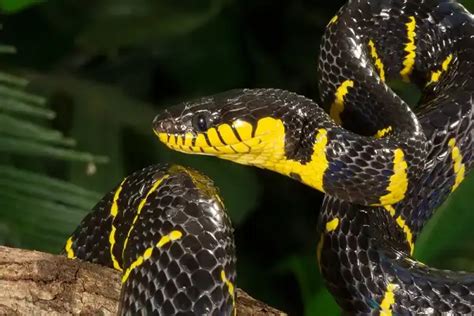 Mangrove Snake - Facts, Size, Diet, Pictures - All Animal Facts