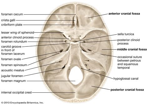 Skull | Definition, Anatomy, & Function | Britannica