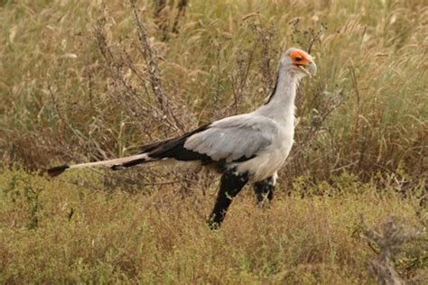 African Bird of Prey Sanctuary – Indlovu DC, South Africa - Atlas Obscura