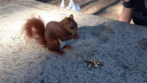 Squirrel Eating Hazelnuts, Detail of Stock Footage Video (100% Royalty-free) 7414891 | Shutterstock