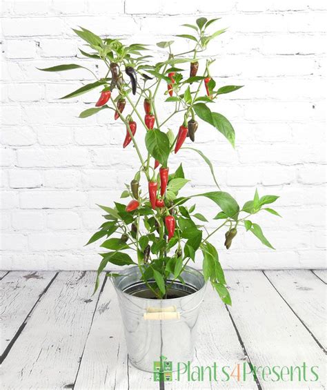 Purple Chilli Plant | Grow your own colourful chillies