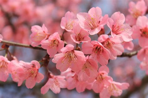 Cherry Blossom Tree Wallpaper 65 - [5184x3456]